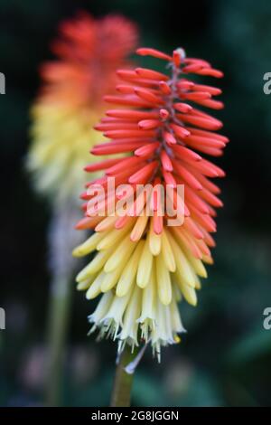 Eine Nahaufnahme von Red Hot Pokers oder weniger allgemein bekannt als Fackellilie, Fackelblume, afrikanische Flammenblume oder Teufel Poker Pflanzen Stockfoto