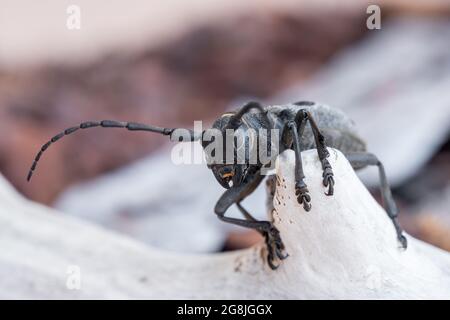 Morimus funereus ist eine Käferart aus der Familie der Cerambycidae, die in bulgarischer Natur gefunden wird Stockfoto