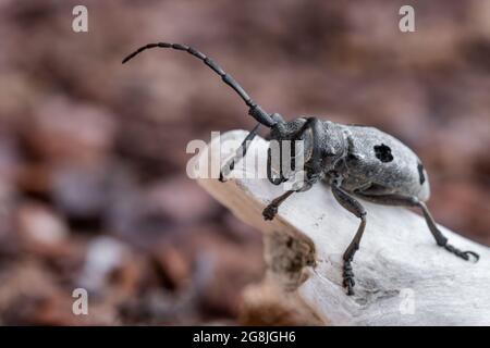 Morimus funereus ist eine Käferart aus der Familie der Cerambycidae, die in bulgarischer Natur gefunden wird Stockfoto