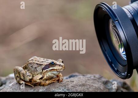Gewöhnlicher Frosch (Rana temporaria), auch bekannt als europäischer gewöhnlicher Frosch zum Zeitpunkt der Aufnahme mit einem Makroobjektiv Stockfoto