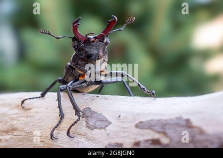 Makrofoto des Europäischen Hirschkäfer (Lucanus cervius) in der Natur Stockfoto