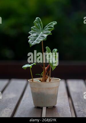 Nahaufnahme der Alocasia-Pflanze im weißen Topf auf dem Tisch aus Holz auf dem Hintergrund der verschwommenen grünen Blätter Stockfoto