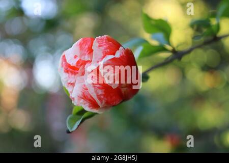 Selektive Fokusaufnahme der hellen Granatapfelblüte, die auf dem Baum blüht Stockfoto