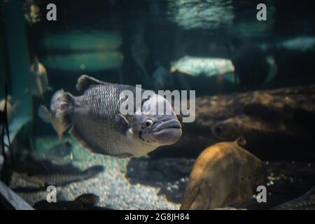 Selektiver Fokus eines riesigen Gourami, der im Jakarta Aquarium & Safari in Indonesien schwimmend ist Stockfoto