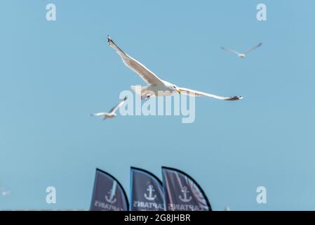 Brighton, 17. Juli 2021: Eine Möwe, die heute Nachmittag das herrliche Wetter am Strand von Brighton genießt Stockfoto