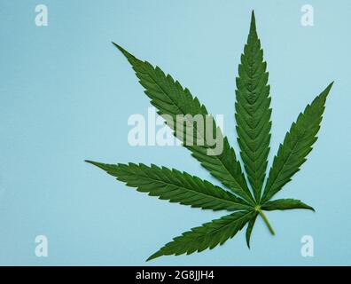 Grüne Cannabisblätter auf blauem Hintergrund. Anbau von medizinischem Marihuana. Konzept der pflanzlichen alternativen Medizin Stockfoto