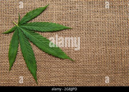 Cannabisblätter auf dem Hintergrund eines groben Hanfgewebes Stockfoto