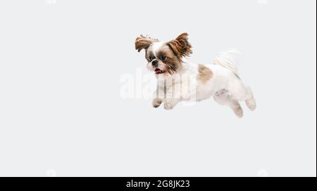 Portrait von niedlichen freudigen Shih Tzu Hund fliegen, Springen isoliert über weißen Studio Hintergrund. Flyer. Stockfoto