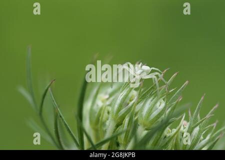 Eine weiße Krabbenspinne auf der Distel Stockfoto