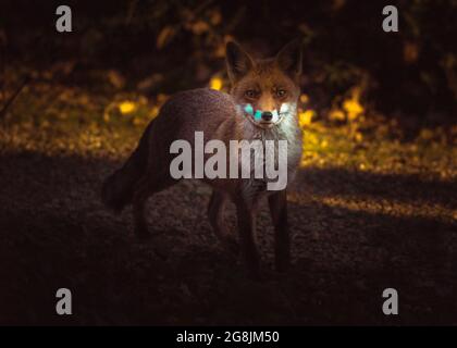 Roter Fuchs, fotografiert vom Fenster des Hauses. Schöne Abendsonne, Italien Stockfoto