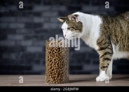 Tabby Katze suchen neugierig, Katzenfutter in Einlagerungsglas zu trocknen. Seitenansicht mit Kopierbereich. Stockfoto