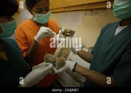 Ein Team von Tierärzten unter der Leitung von Sharmini Julita Paramasivam behandelt einen langsamen Loris, der aus dem Handel mit Wildtieren gerettet wurde. Dies ist einer der Primaten, die in der von International Animal Rescue (IAR) betriebenen Einrichtung in Ciapus, Bogor, West Java, Indonesien, rehabilitiert werden. Die Primaten werden in die Wildnis entlassen, sobald sie bereit sind. Stockfoto