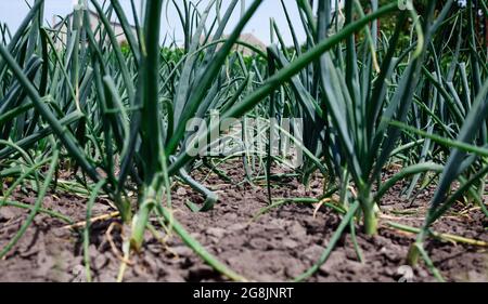 Zwiebeln aus biologischem Anbau. Grüne Zwiebel im Gemüsegarten. Auf Gemüsegarten. Gemüseanbau auf dem Bauernhof Stockfoto