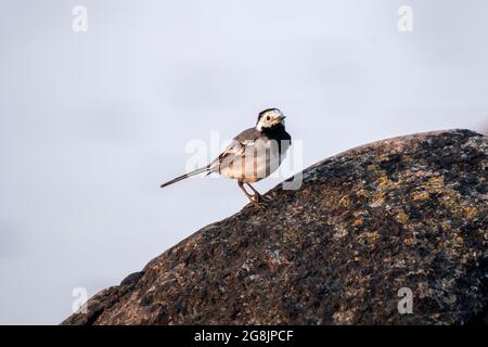 Niedlicher kleiner Singvögel, weiße Bachstelze (Motacilla alba), die an einem sonnigen Abend in estnischer Natur auf einem Granitstein steht Stockfoto