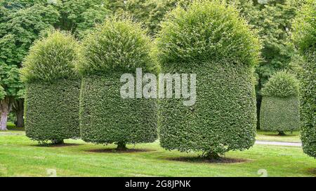 Beschnitzte Hainbuche im Sommer (Carpinus betulus) Stockfoto