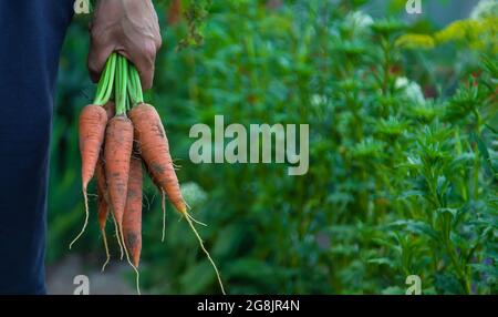 Ein Bauer hält eine Karotte in den Händen. Selektiver Fokus. Essen. Stockfoto