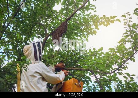 Von unten sehen Sie einen Mann in weißem Schutzkleidung, der Bienenstock vom Ast in eine große Holzkiste legt. Seitenansicht eines nicht erkennbaren männlichen Imkers, der im Garten arbeitet, sonniger Sommertag. Stockfoto