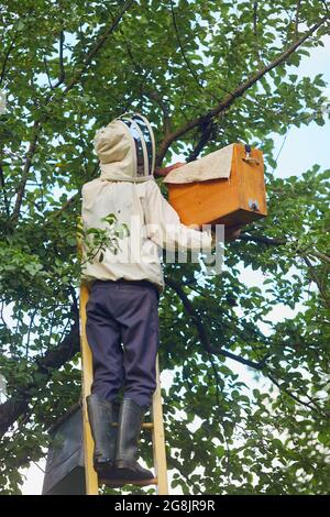 Mann, der eine Leiter benutzt, um den Bienenstock vom Ast in eine Holzkiste zu stecken. Rückansicht eines nicht erkennbaren männlichen Imkers in weißem Schutzoutfit, der im Garten arbeitet, sonniger Sommertag. Stockfoto