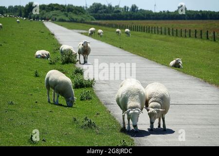 Schafe auf einem Deich an der Nordsee Stockfoto