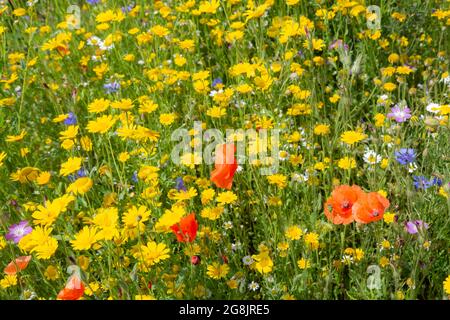 Wiese Wildblumen, Sommer Stockfoto
