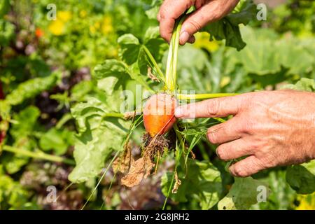 Orangefarbene Rote Bete in den Händen eines Mannes Stockfoto