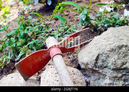 Doppel- oder Doppelhandhacke mit Holzgriff für die Gartenarbeit im Garten Stockfoto