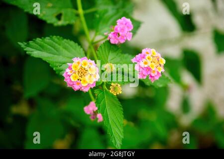 Rosa und gelbe lantana Camara oder buschlantana blüht im Garten. Stockfoto