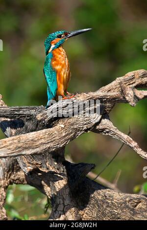 Kingfisher, Alcedo aththis, Tajo River, Monfrague National Park, ZEPA, Biosphärenreservat, Provinz Caceres, Extremadura, Spanien, Europa Stockfoto