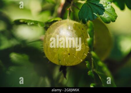 Frische rohe Stachelbeerfrüchte aus dem Garten Stockfoto