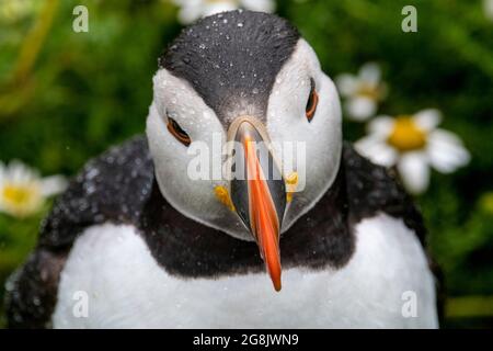 Puffin-Porträt in Nahaufnahme von Skomer Stockfoto