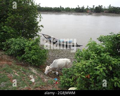 Sunderbans, Westbengalen, Indien: Holzboot Stockfoto