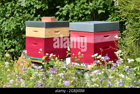 Zwei bunte Bienenstöcke und Bienen aus Holz in einem Garten, umgeben von Feldblumen an einem sonnigen Tag. Stockfoto