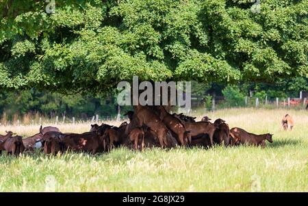 Herde von braunen Ziegen im Schatten eines großen Baumes auf einem Feld an einem sonnigen Tag. Stockfoto