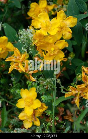 Ornamentale, hypericum-gelbe Blüten und Blätter (Nahaufnahme). Stockfoto
