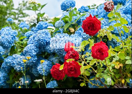 Rote Rosen und blaue Hortensia (Hortensia hortensia) in einem Blumenbeet. Stockfoto