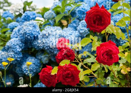 Rote Rosen und blaue Hortensia (Hortensia hortensia) in einem Blumenbeet. Stockfoto