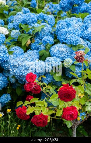 Rote Rosen und blaue Hortensia (Hortensia hortensia) in einem Blumenbeet. Stockfoto