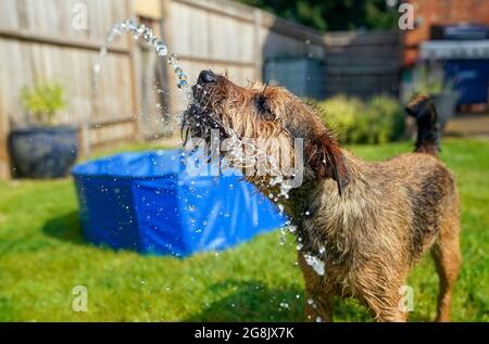 Der 14 Monate alte Border Terrier namens Winston spielt mit einem Gartenschlauch, um bei heißem Wetter in der Nähe von Windsor, in der Nähe von Bukshire, kühl zu bleiben. Bilddatum: Mittwoch, 21. Juli 2021. Stockfoto