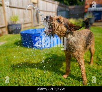 Der 14 Monate alte Border Terrier namens Winston spielt mit einem Gartenschlauch, um bei heißem Wetter in der Nähe von Windsor, in der Nähe von Bukshire, kühl zu bleiben. Bilddatum: Mittwoch, 21. Juli 2021. Stockfoto