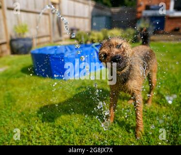 Der 14 Monate alte Border Terrier namens Winston spielt mit einem Gartenschlauch, um bei heißem Wetter in der Nähe von Windsor, in der Nähe von Bukshire, kühl zu bleiben. Bilddatum: Mittwoch, 21. Juli 2021. Stockfoto