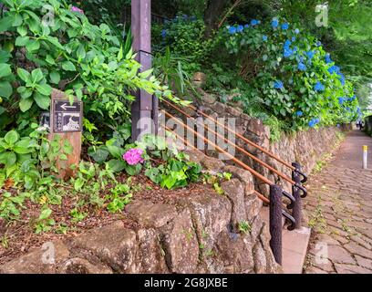 tokio, japan - 15 2021. juni: Rosa und blaue Hortensien ajisai-Blumen auf der Asuka-no-komichi-Straße entlang der Treppe zum Asukayama Park und dem Tr Stockfoto