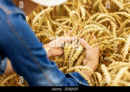 Der Landwirt überprüft die Qualität der Weizenkorn-Dorn-Dorn im Getreidefeld Stockfoto