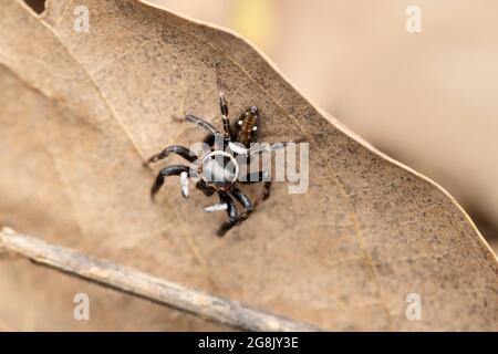 Adansonis springende Spinne, Hasarius adansoni, Satara, Maharashtra, Indien Stockfoto