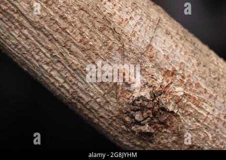 Getarnte Schwanzspinne, Murricia crinifera, Satara, Maharashtra, Indien Stockfoto