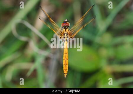 Sumpfsegler, Trithemis aurora, Scoopwing Motte, Phazaca leucocera, Satara, Maharashtra, Indien Stockfoto