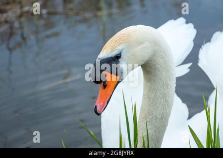 Porträt eines jungen stummen Schwans im Wasser, Frühlingstag Stockfoto