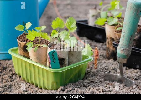 Pflanzen von Pastinaken-Setzlingen, die aus Samen in Toilettenpapierröhrchen gezüchtet wurden, um die Keimung zu unterstützen. Pastinaca sativa „Gladiator“ F1 Stockfoto