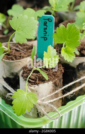 Pastinak-Sämlinge, die aus Samen in Toilettenpapierrohren gezüchtet werden, um die Keimung zu unterstützen. Pastinaca sativa „Gladiator“ F1 Stockfoto