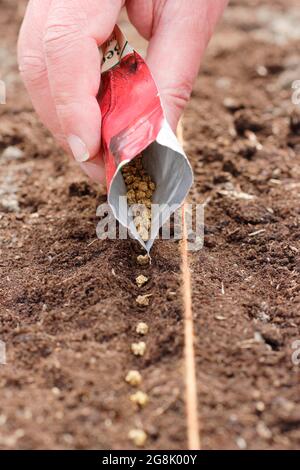 Direkte Aussaat von Rote Beete durch dünnen Abstand in einem flachen Graben in einem gut vorbereiteten Saatbett. Beta vulgaris „Boltardy“. Stockfoto