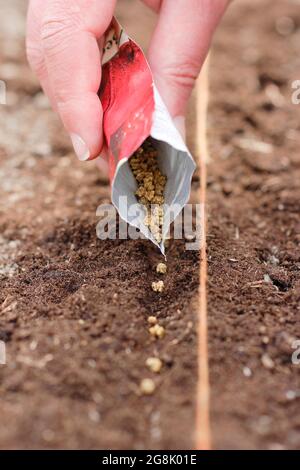 Direkte Aussaat von Rote Beete durch dünnen Abstand in einem flachen Graben in einem gut vorbereiteten Saatbett. Beta vulgaris „Boltardy“. Stockfoto